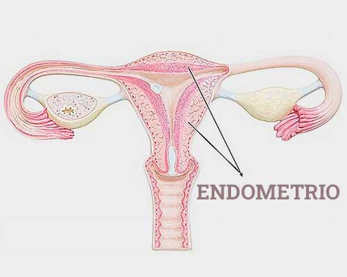 anatomia endometrio